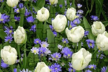 White Tulips and blue Gerbera 's