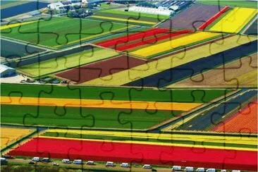 Tulip fields near Amsterdam Schiphol int. airport