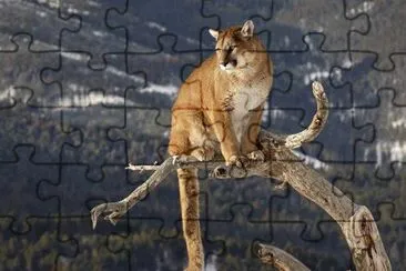 puma