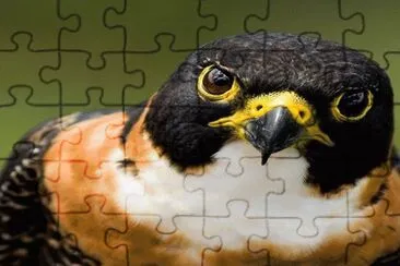 . jigsaw puzzle