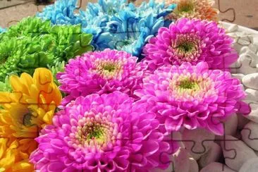 Colorful Dahlia
