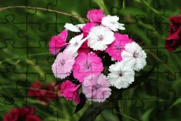 פאזל של oeillets de poÃªte