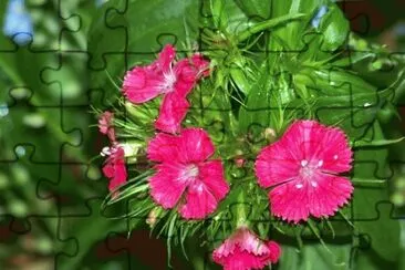 פאזל של oeillets de poÃªte