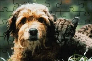 פאזל של 4 cachorros para salvar