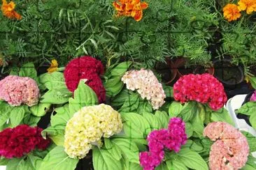 Flores portuguesas jigsaw puzzle