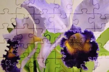 פאזל של flores