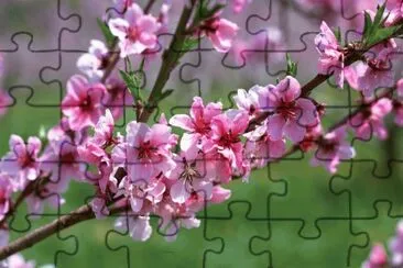 Primavera jigsaw puzzle