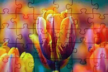 Colorful Tulips jigsaw puzzle