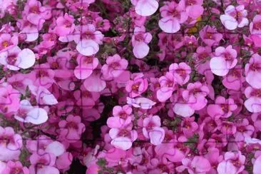 diascia
