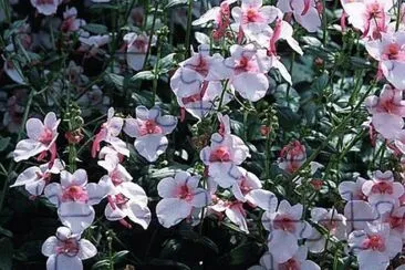 diascia