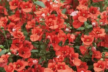 diascia jigsaw puzzle