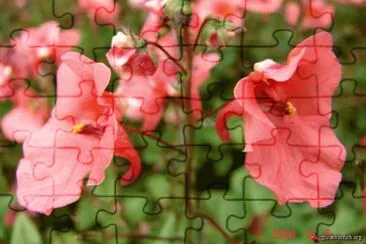 diascia jigsaw puzzle