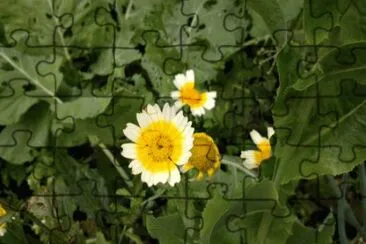 optower70 jigsaw puzzle