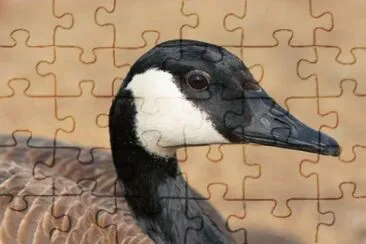MARSU jigsaw puzzle