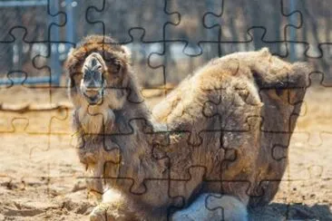 MARSU jigsaw puzzle