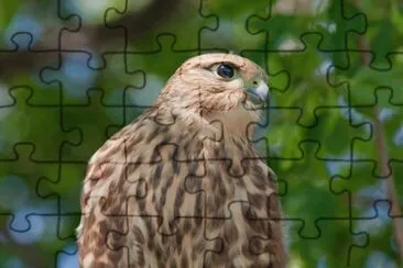 MARSU jigsaw puzzle