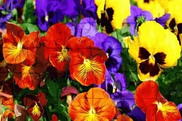 Pansies jigsaw puzzle