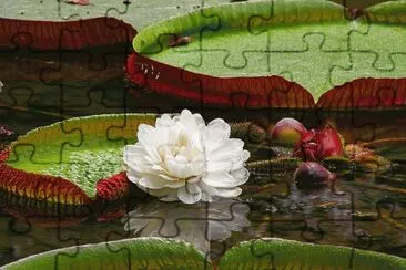 Star of the Water  Victoria Regia  Amazon jigsaw puzzle