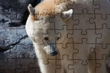 פאזל של MARSU
