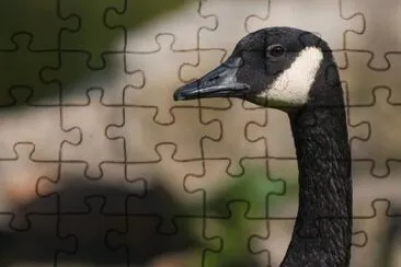 MARSU jigsaw puzzle