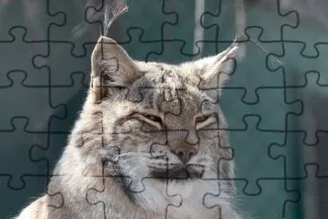 MARSU jigsaw puzzle