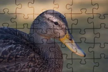 MARSU jigsaw puzzle