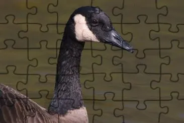 MARSU jigsaw puzzle