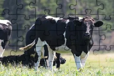 MARSU jigsaw puzzle