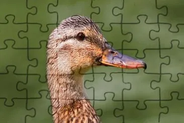 MARSU jigsaw puzzle