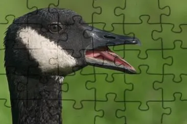 MARSU jigsaw puzzle
