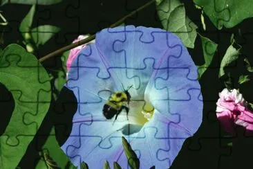 פאזל של MARSU