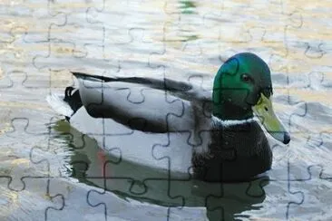 MARSU jigsaw puzzle