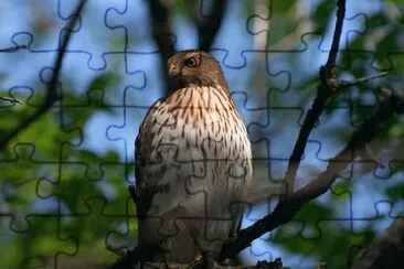 MARSU jigsaw puzzle
