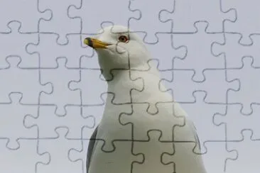 פאזל של MARSU