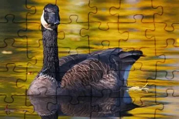 MARSU jigsaw puzzle