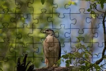 MARSU jigsaw puzzle