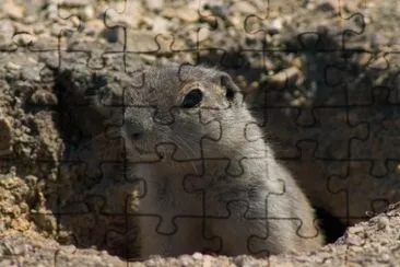 MARSU jigsaw puzzle