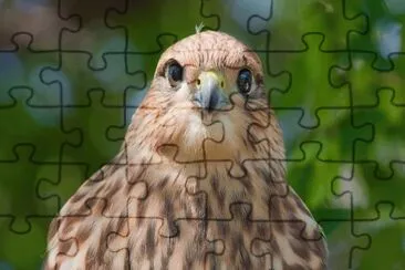 MARSU jigsaw puzzle