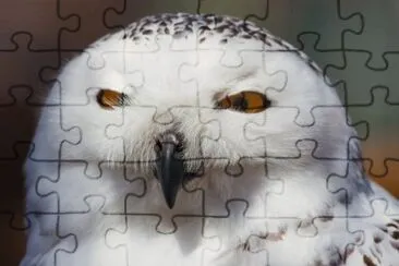 MARSU jigsaw puzzle