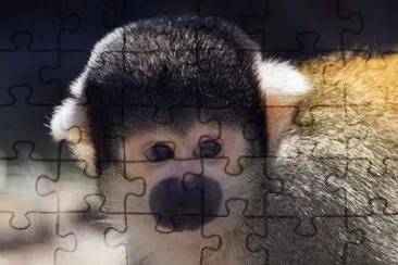 MARSU jigsaw puzzle