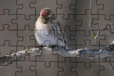 MARSU jigsaw puzzle