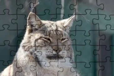 MARSU jigsaw puzzle