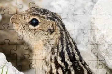 MARSU jigsaw puzzle
