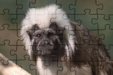 MARSU jigsaw puzzle