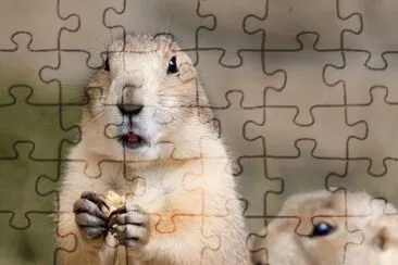 MARSU jigsaw puzzle