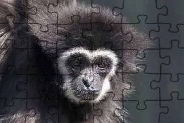 MARSU jigsaw puzzle
