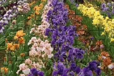 fleurs: iris