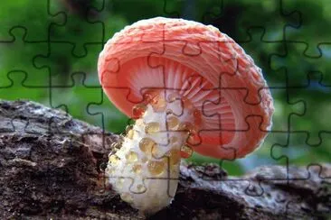 è˜‘è‡ jigsaw puzzle