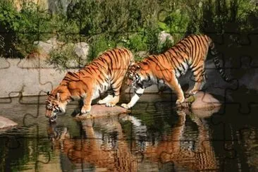 tigres