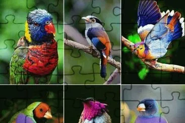 aves jigsaw puzzle